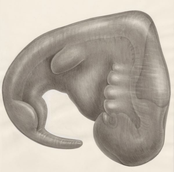 H.G Wetselaar, Embryo