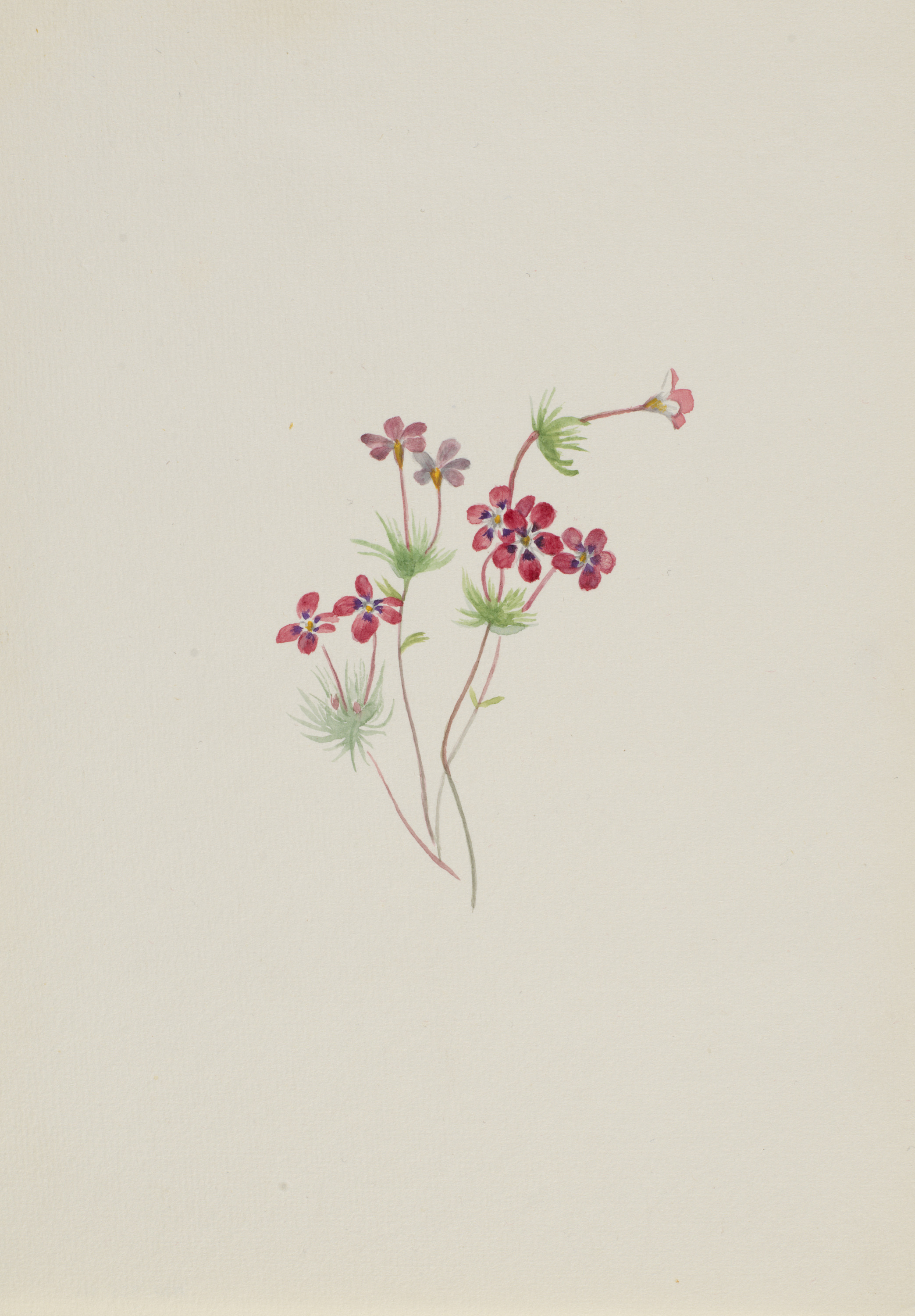 Mary Vaux Walcott, Gilia linanthus parviflorus