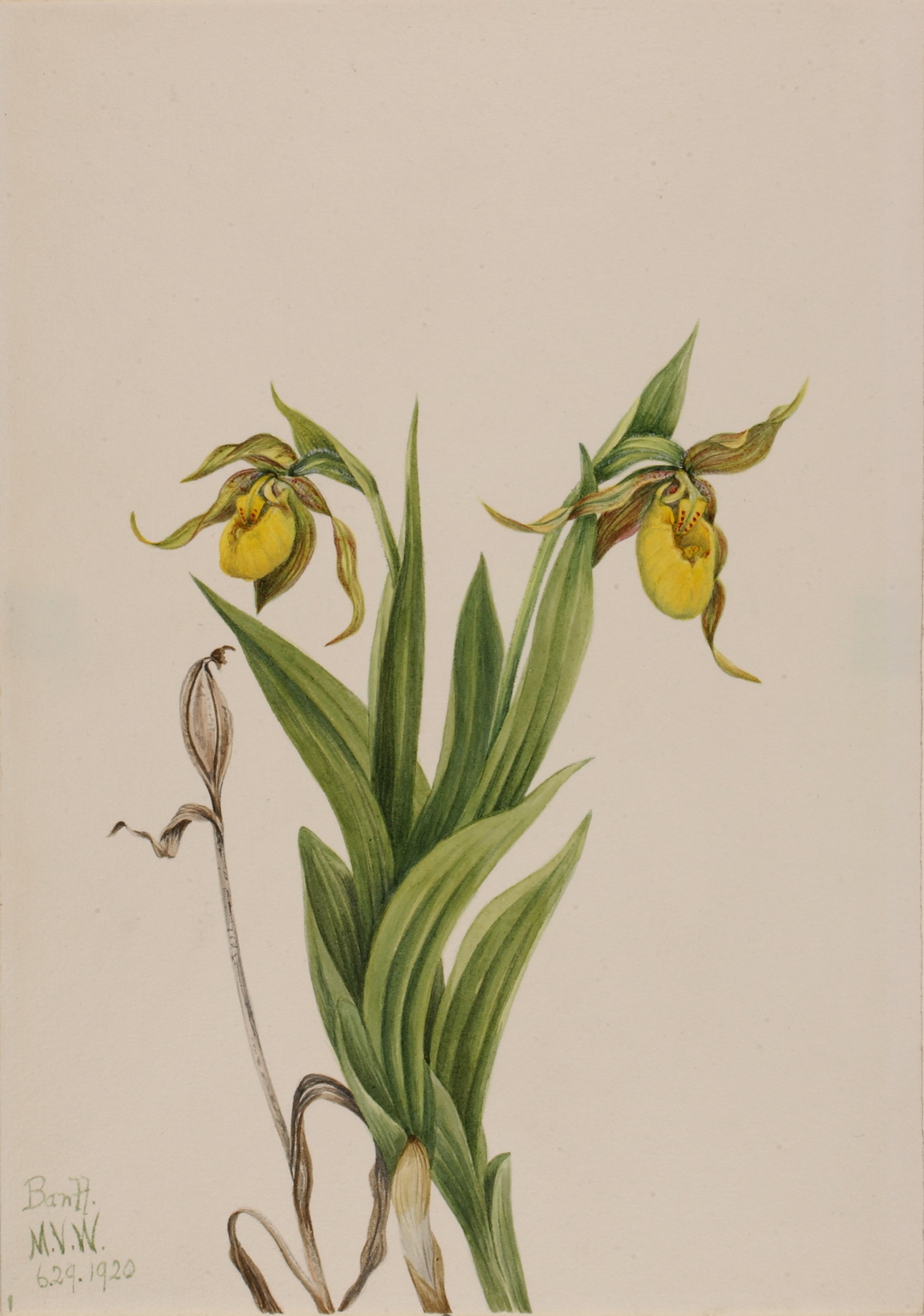 Mary Vaux Walcott, Yellow Lady's Slipper (Cypripedium parviflorum)