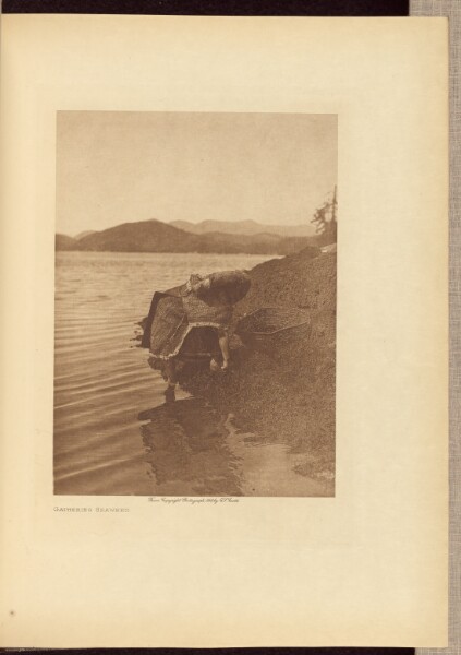Edward S. Curtis, Gathering Seaweed