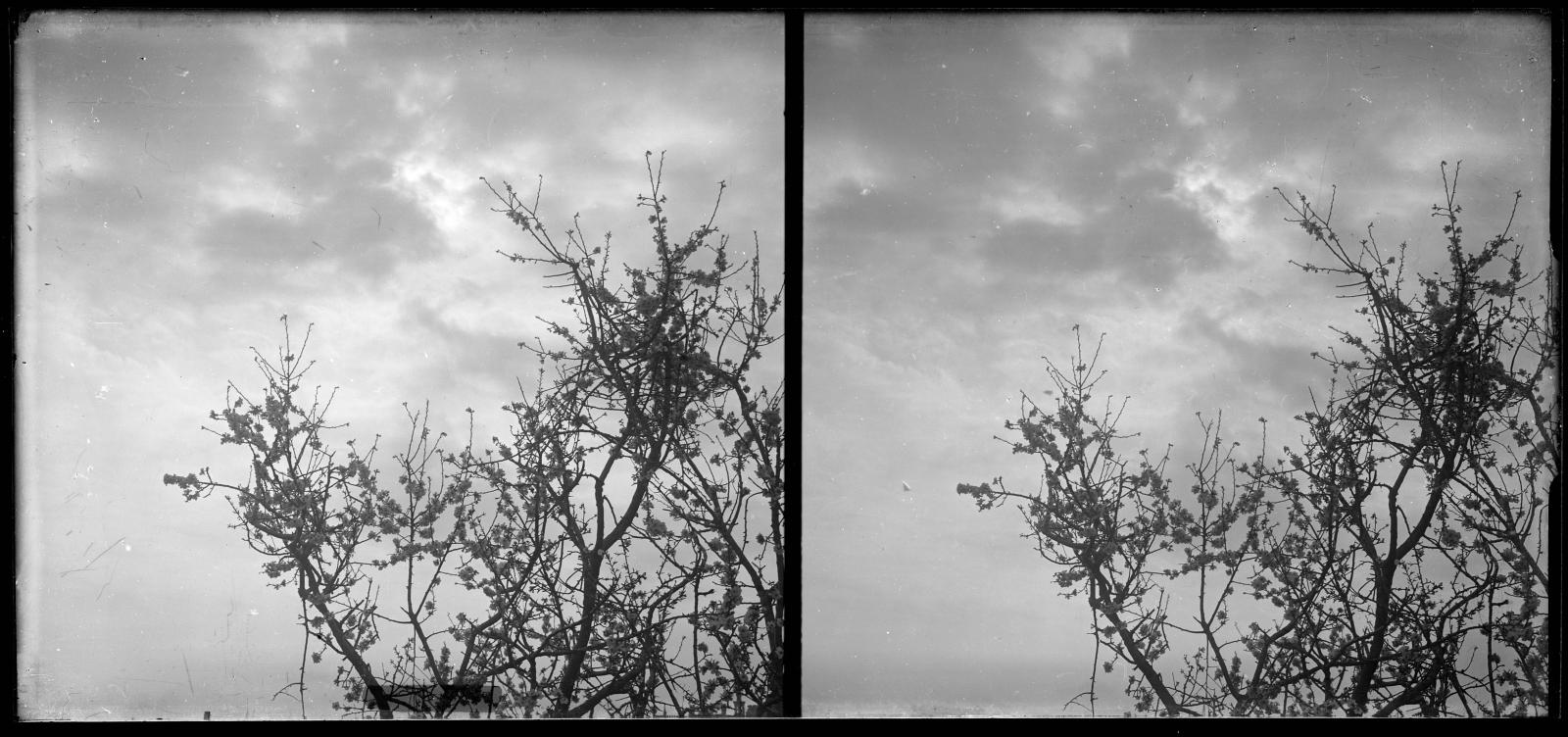 Desconegut, [Ametller flowered in the settings of the Castle of the Swallow]