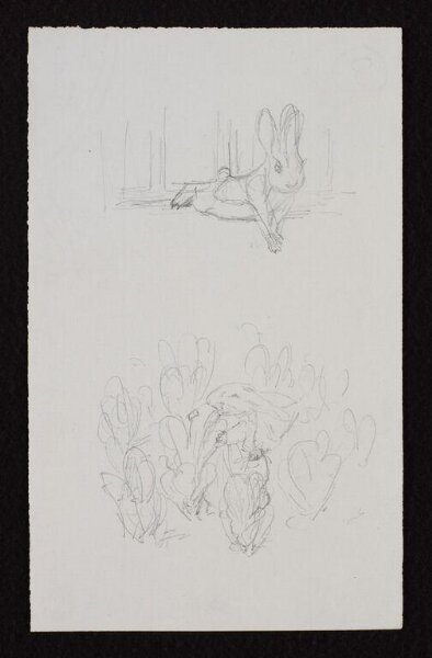 Potter, Beatrix, drawing