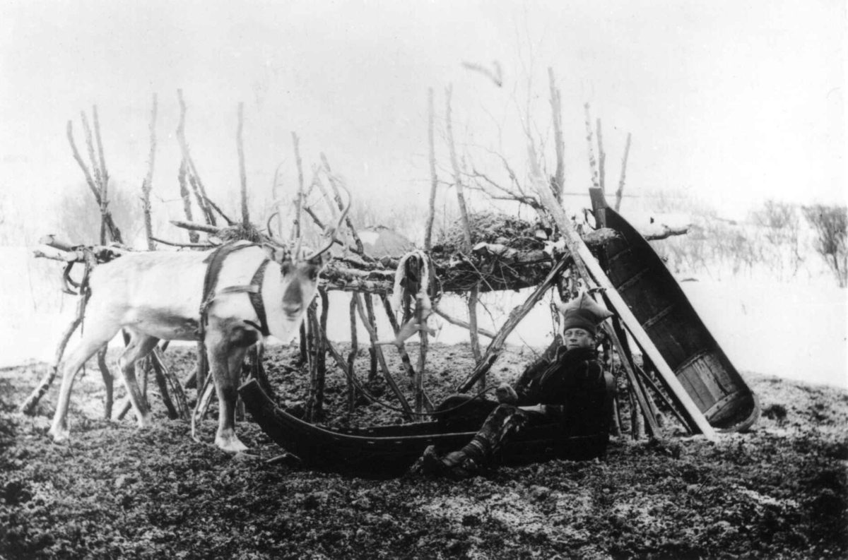 Ellisif Rannveig Wessel, Samen Ole Johannes Must i pulk med reinsdyr foran moselager, ved doktorgården Solheim, Kirkenes, Sør-Varanger, Finnmark, 1896.