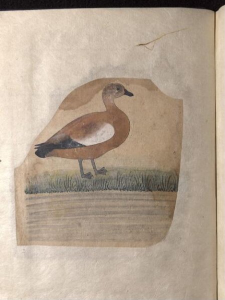 Unknown, Depictions of a White wagtail and a Brahminy duck of Northern India