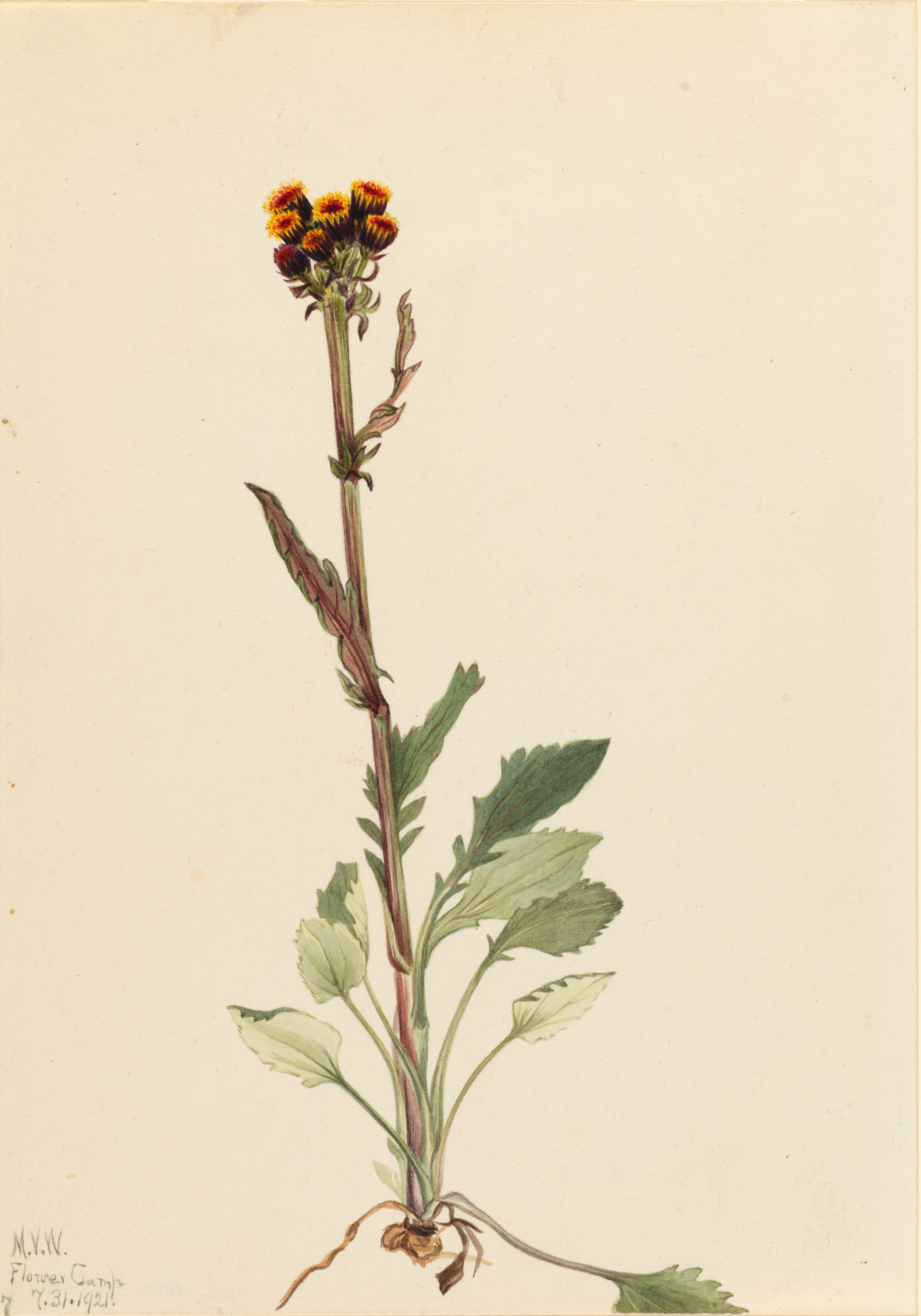 Mary Vaux Walcott, Rayless Groundsel (Senecio pauciflorus)