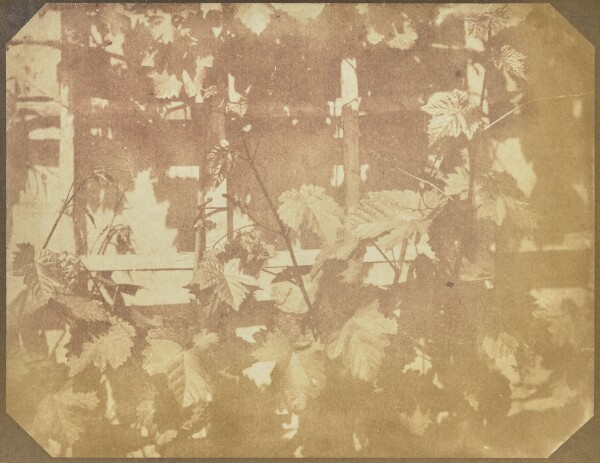 Hippolyte Bayard, [Leaves on a Trellis]