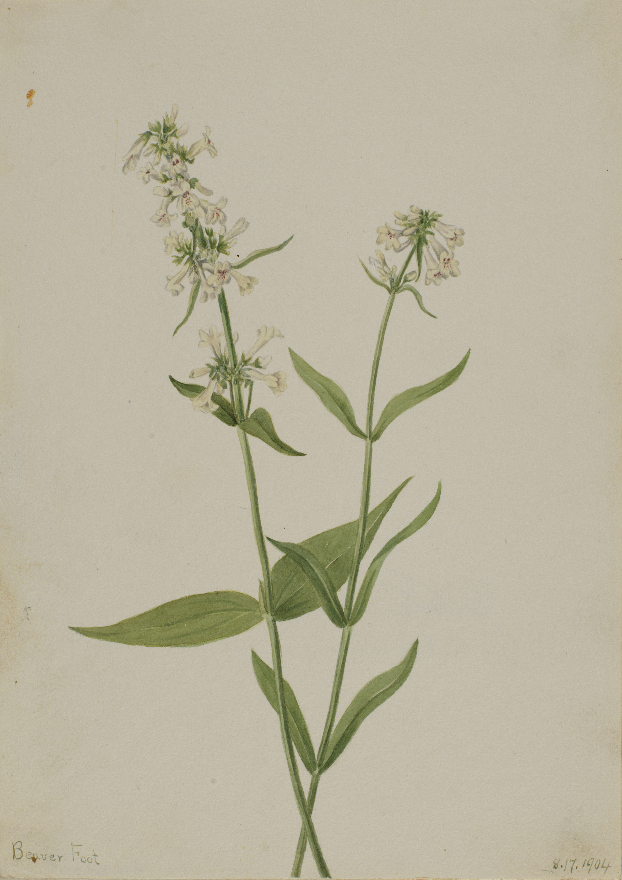 Mary Vaux Walcott, Yellow Pentstemon (Pentstemon confertus)
