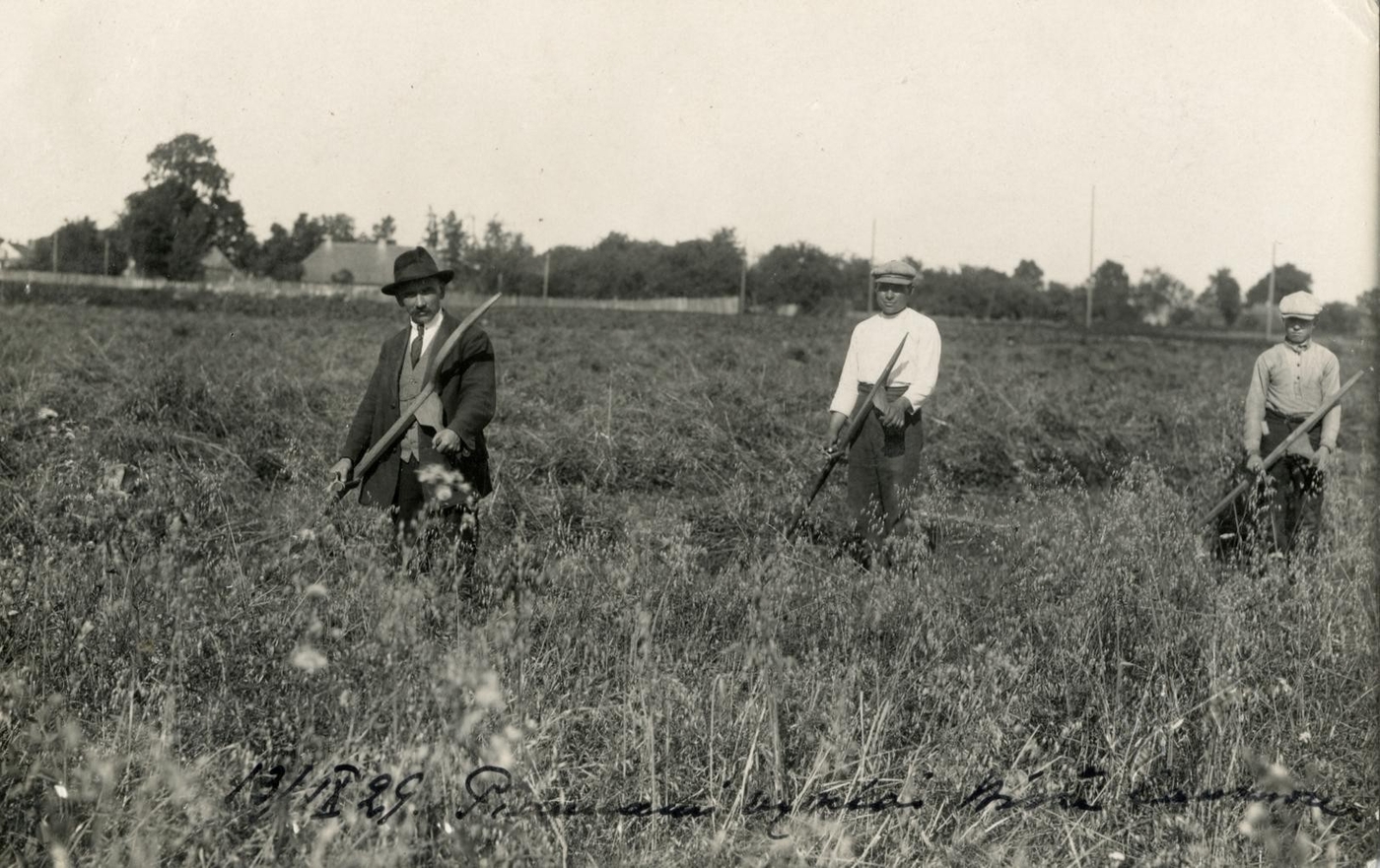 Petras Ločeris, Vikių pjovimas Biržų laukuose