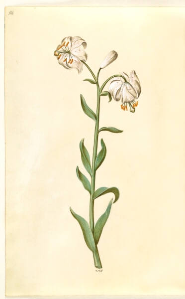 Hans Simon Holtzbecker, Lilium martagon (krans-lilje)