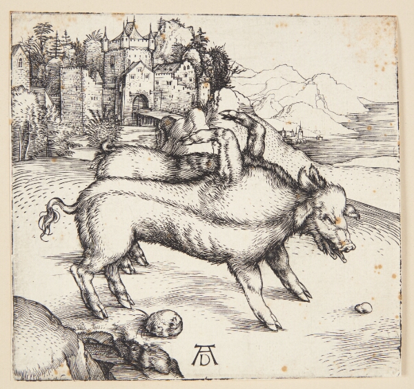 Albrecht Dürer, Det vanskabte svin