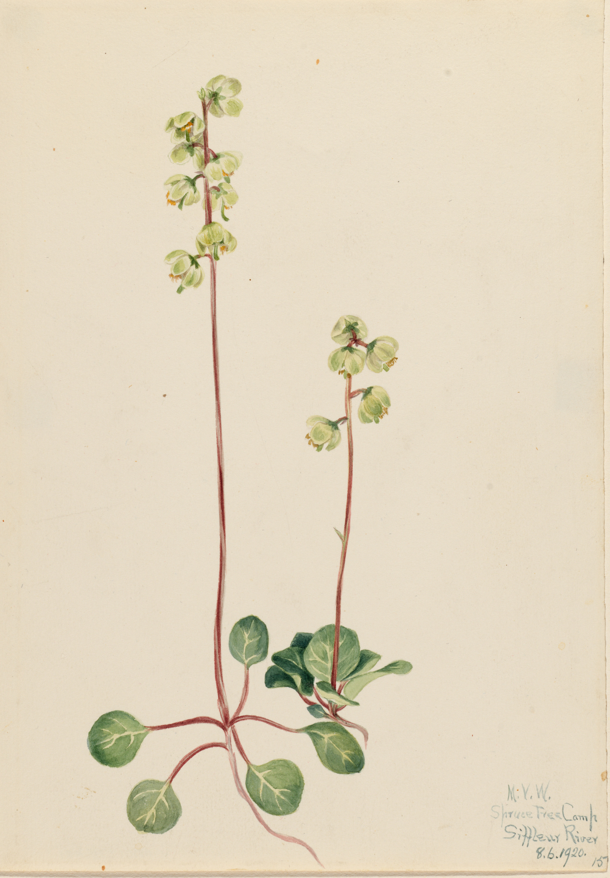 Mary Vaux Walcott, Green Pyrola (Pyrola chlorantha)