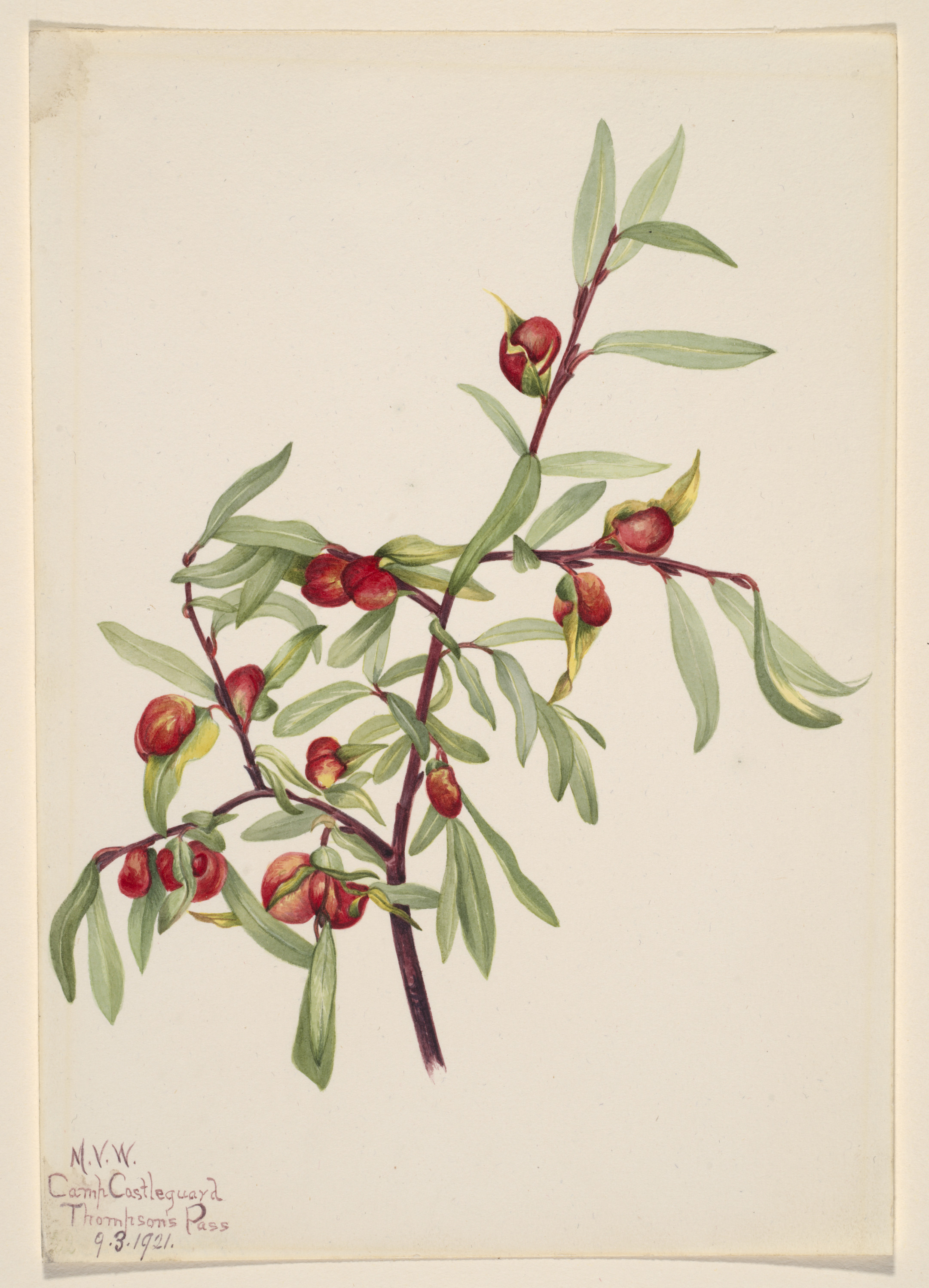 Mary Vaux Walcott, Untitled--Plant Study