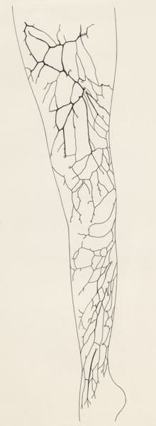 H.G Wetselaar, Circulatory system of the leg