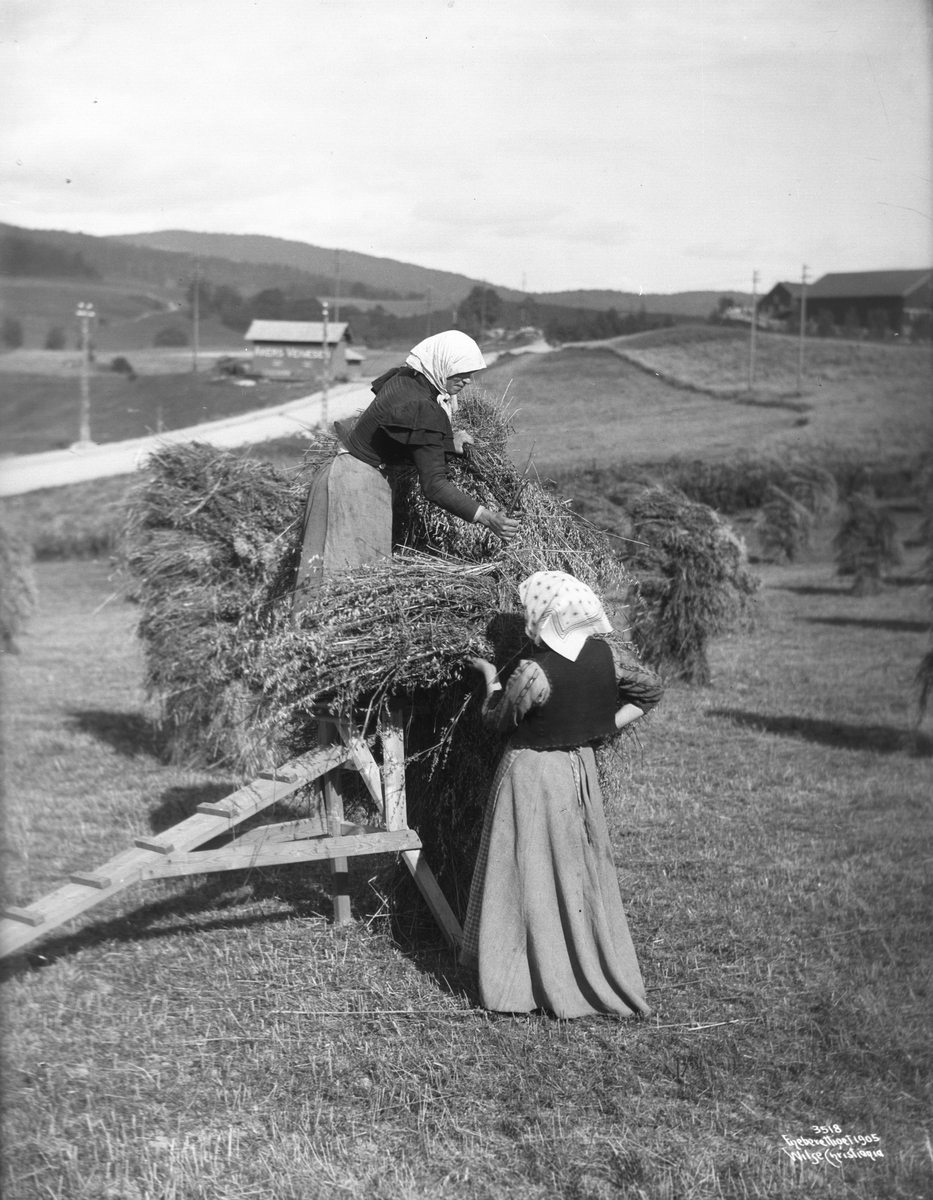Anders Beer Wilse, Prot: Høst Kornstaur 2/9 1905