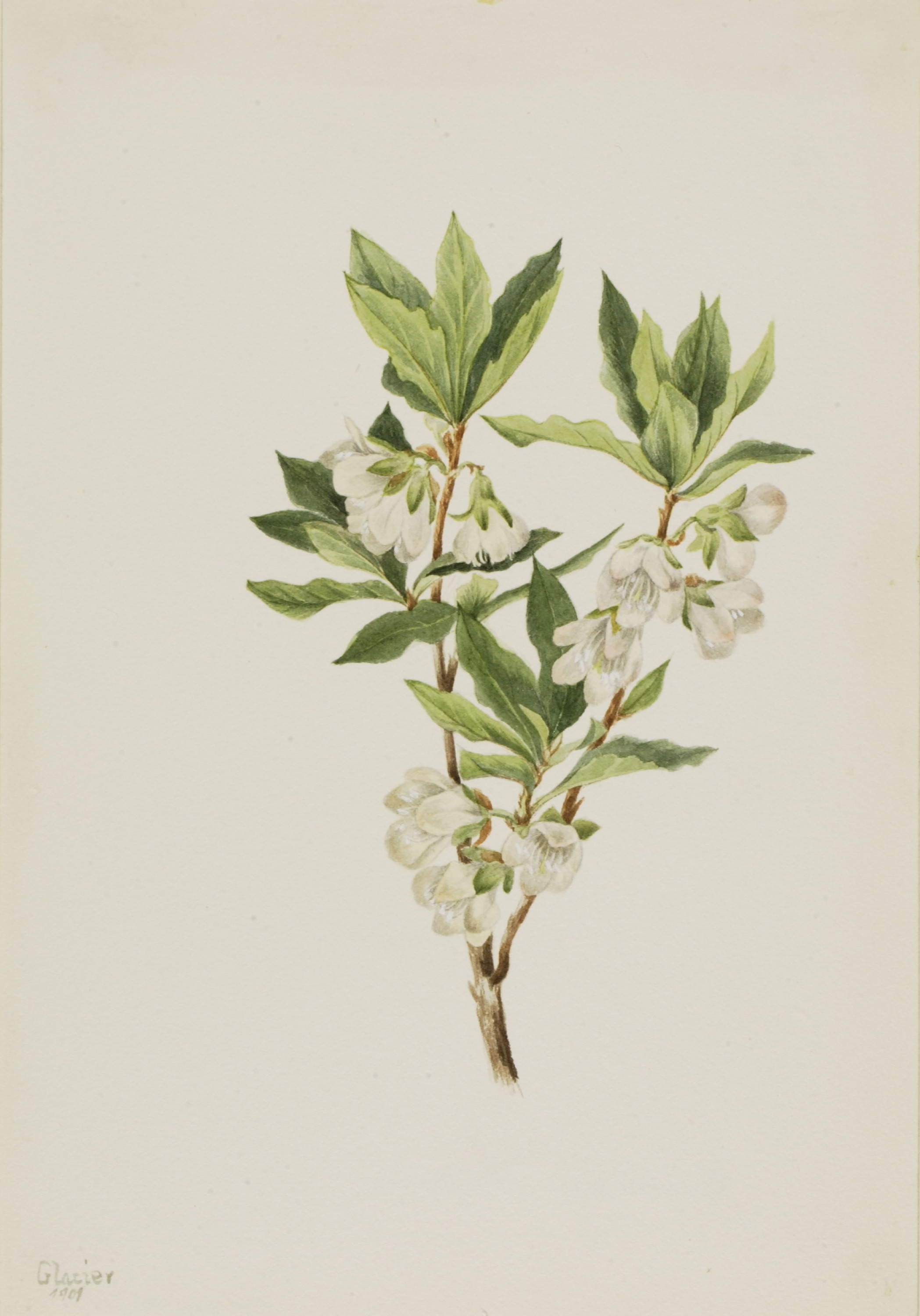 Mary Vaux Walcott, Rocky Mountain Rhododendron (Rhododendron albiflorum)