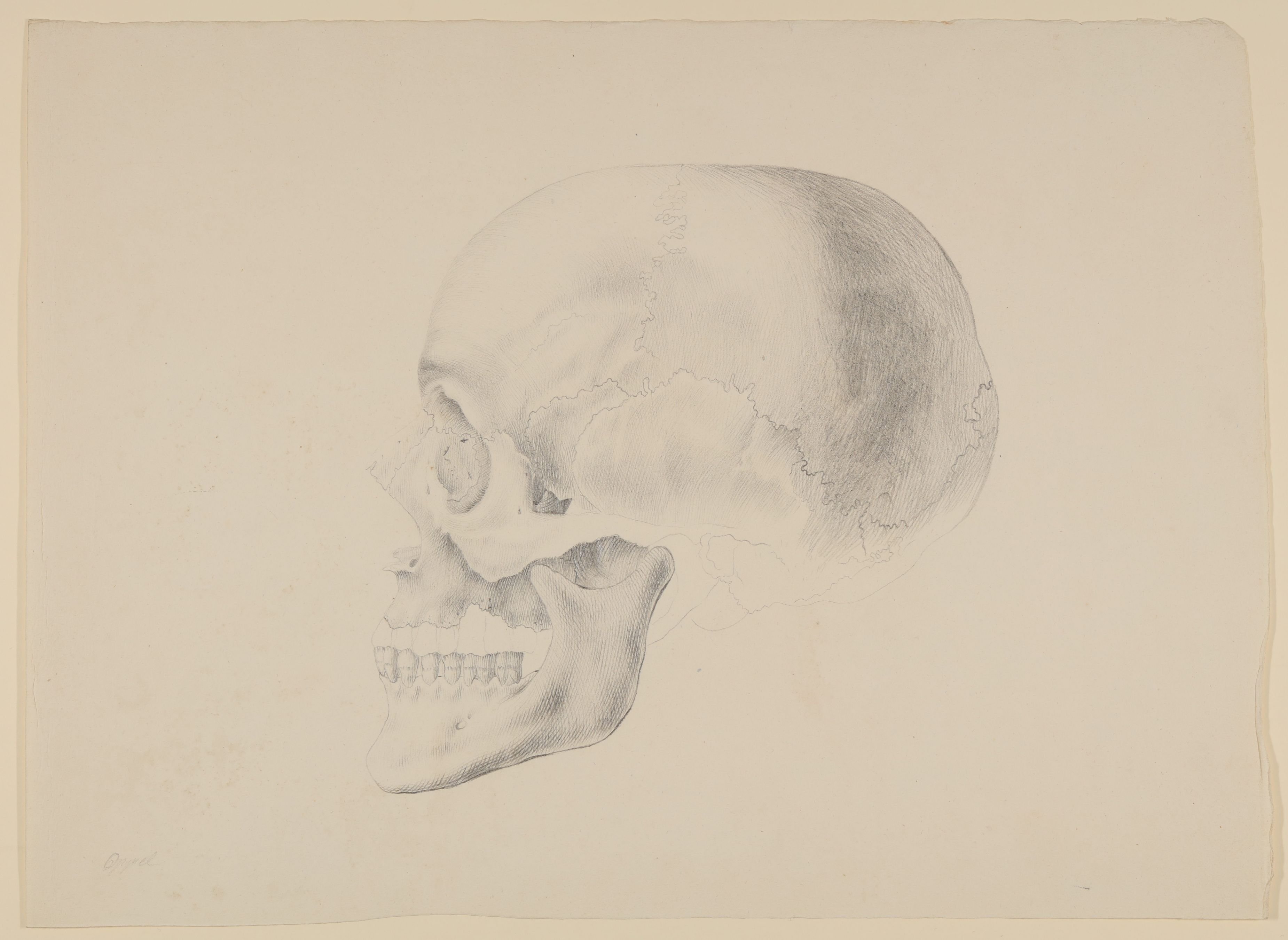 Christian Koeck, Der Schädel von Wilhelm Heinse [Teilkopie nach Christian Koeck, aus einem Konvolut anatomischer Zeichnungen des Christian Koeck]