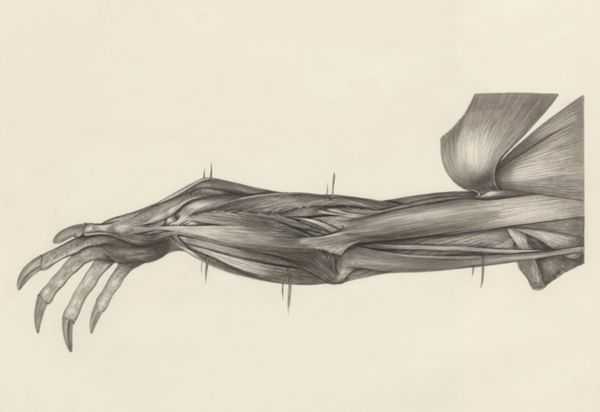 H.G Wetselaar, Muscular tissue of a lizards upper extremities