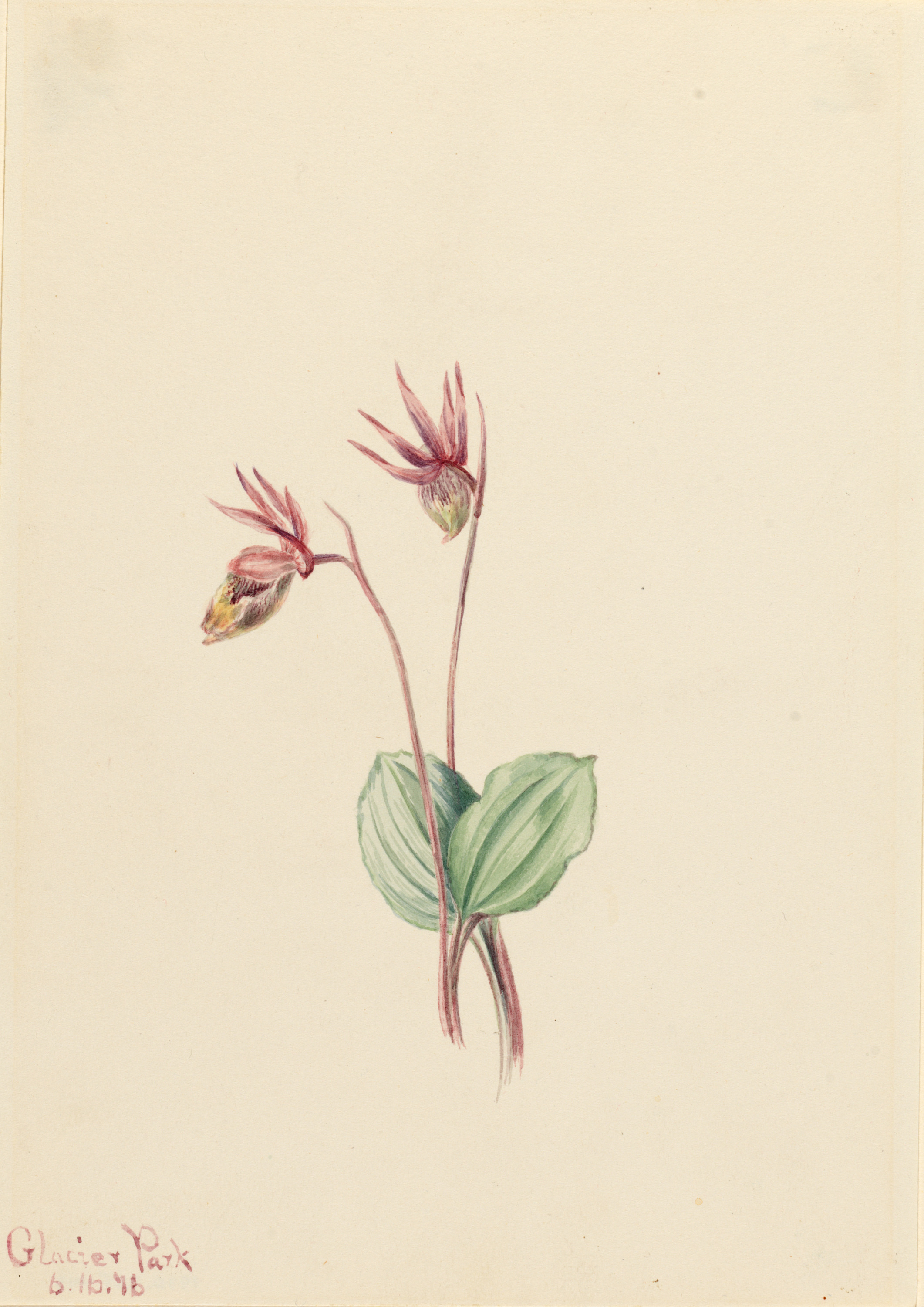 Mary Vaux Walcott, Calypso (Cytherea bulbosa)