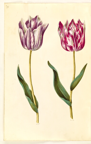 Hans Simon Holtzbecker, Tulipa gesneriana (have-tulipan)