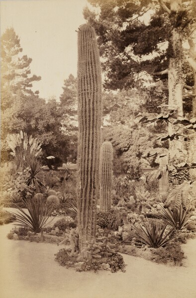 Carleton Watkins, [Arizona Garden, Hotel del Monte, Monterey]