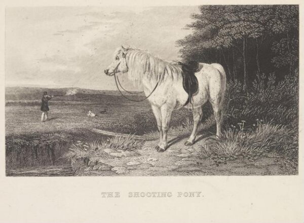 Unknown, The Shooting Pony