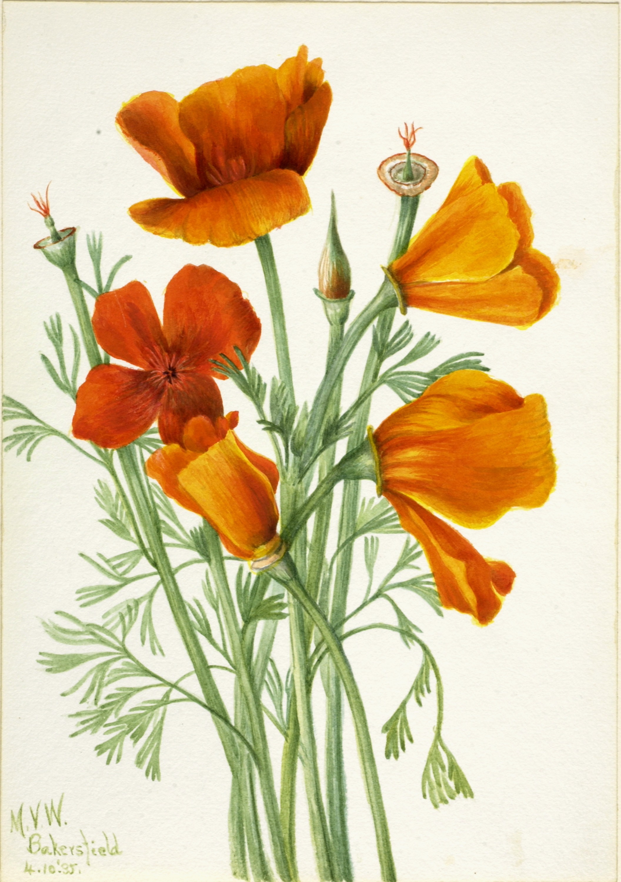 Mary Vaux Walcott, California Poppy (Eschscholtzia californica)