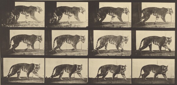 Eadweard J. Muybridge, Animal Locomotion