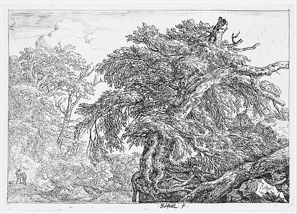 Jacob van Ruisdael, The Great Beech