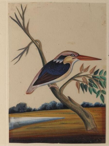 Unknown, One of nine drawings of birds.