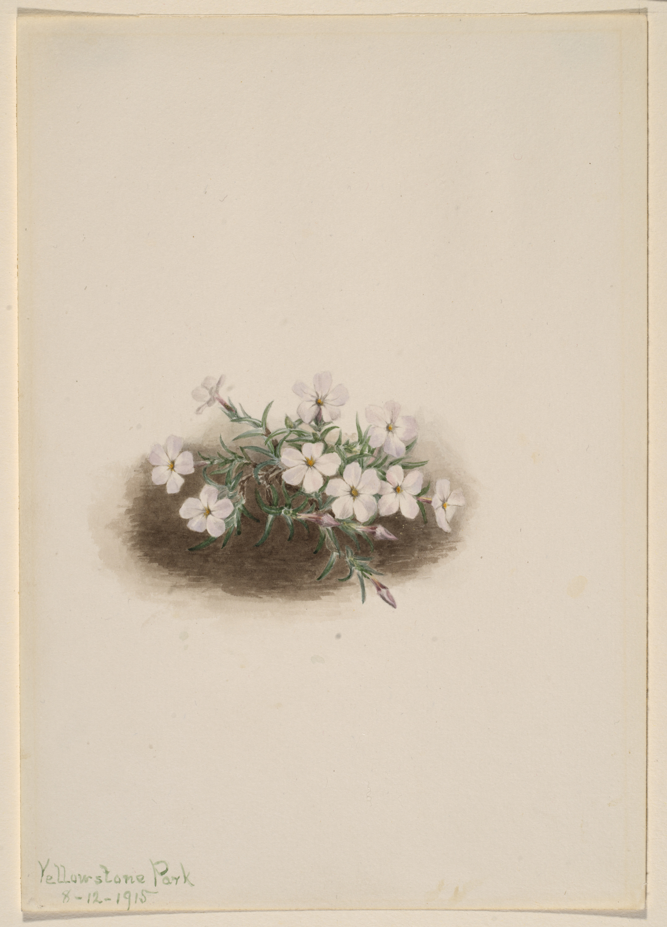Mary Vaux Walcott, Phlox