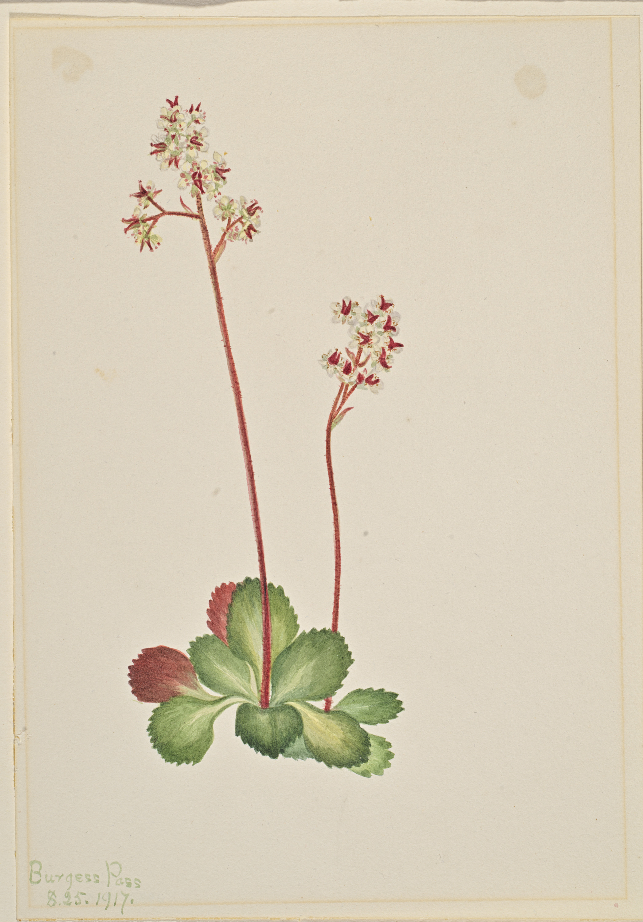 Mary Vaux Walcott, Evergreen Saxifrage (Leptarrhena pyrolifolia)