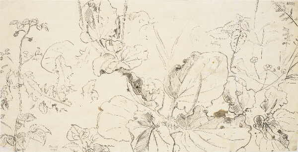 Dankvart Dreyer, Plantestudier