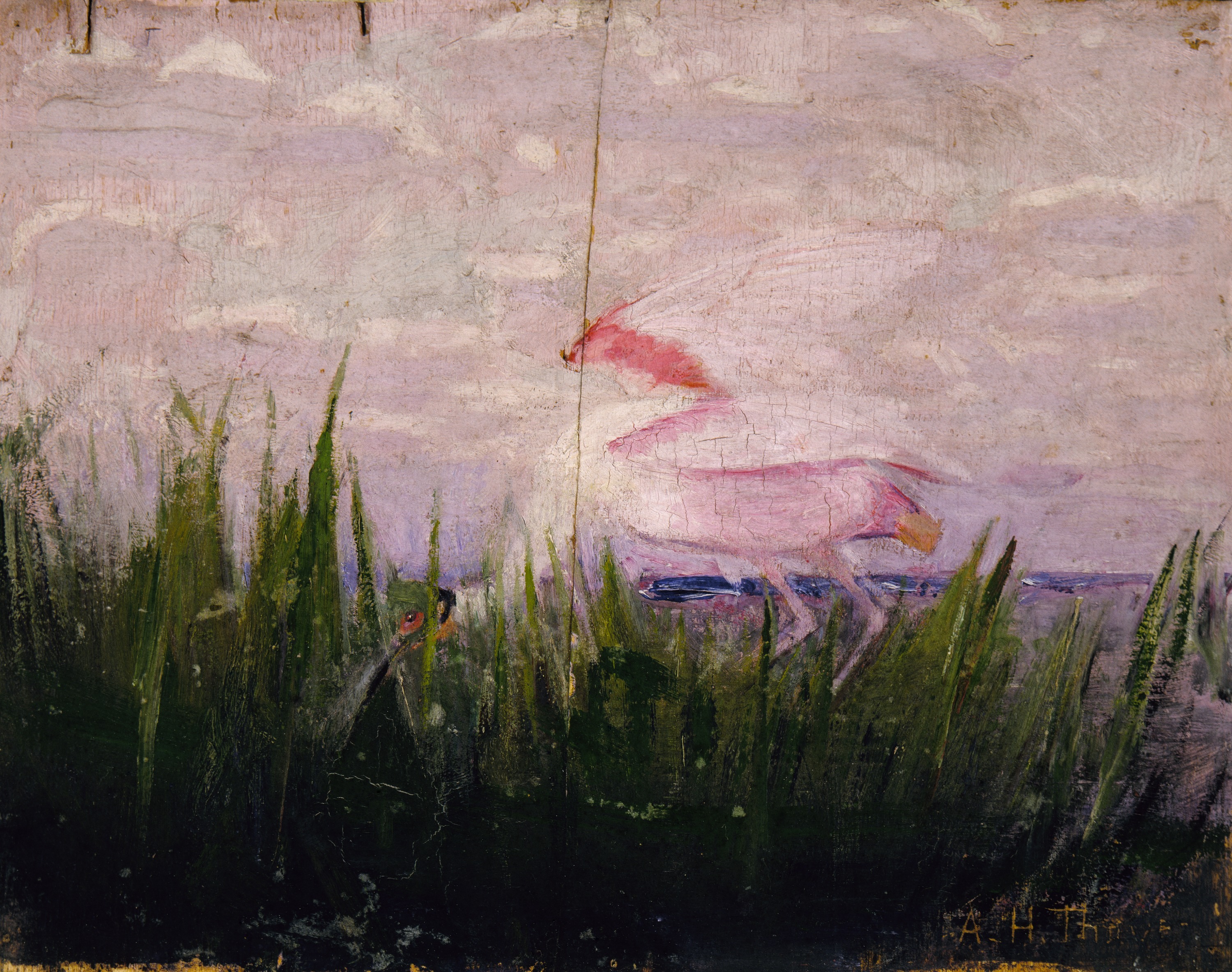 Abbott Handerson Thayer, Roseate Spoonbill, study for book Concealing Coloration in the Animal Kingdom