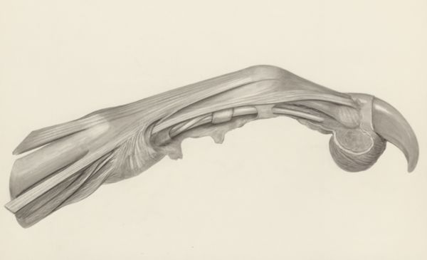 H.G Wetselaar, Muscular tissue of a mammal's finger