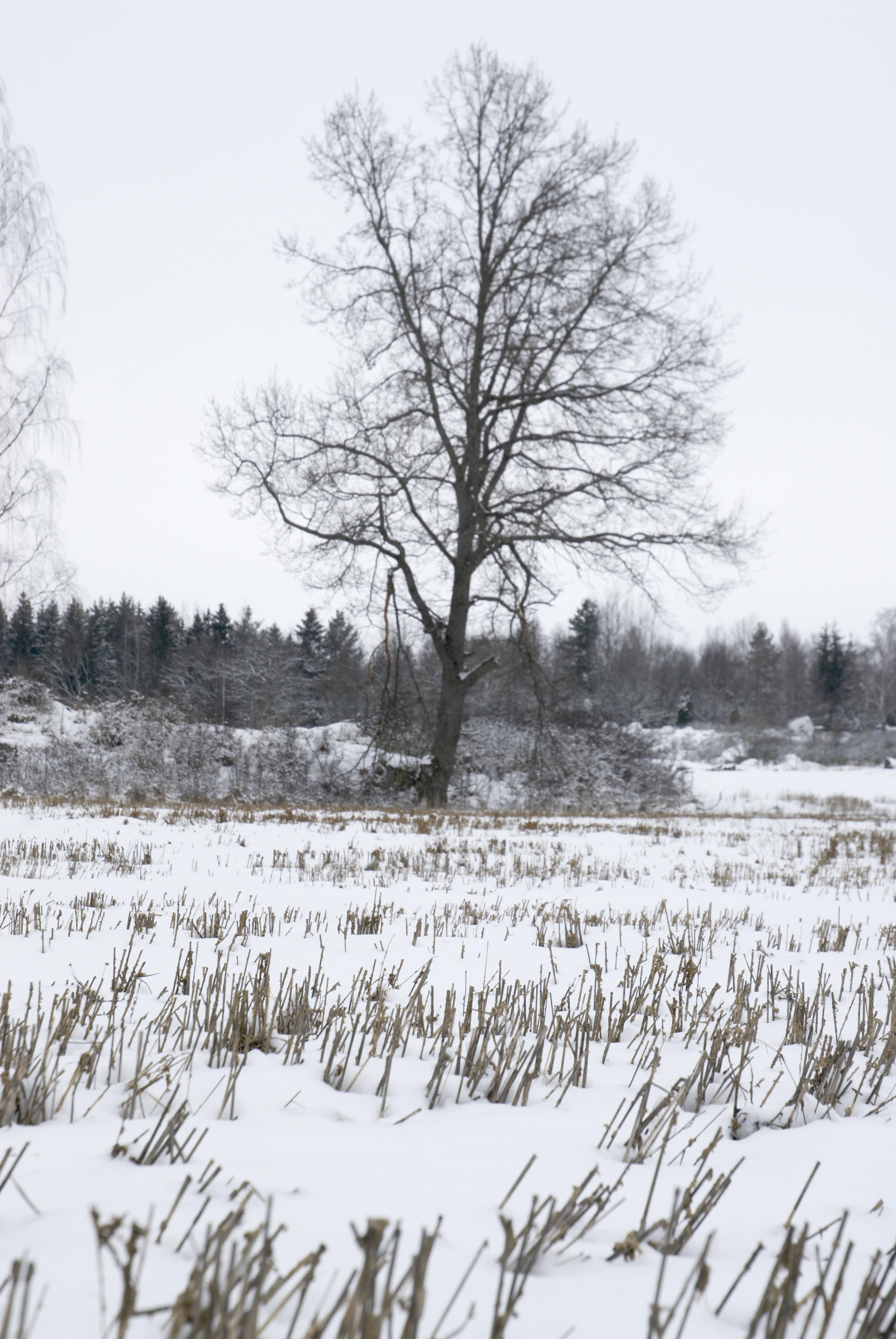 Bengt A Lundberg, Kungsbergs kungsgård