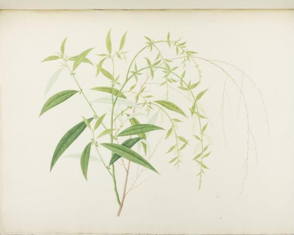 unknown, Flowers and Fruits