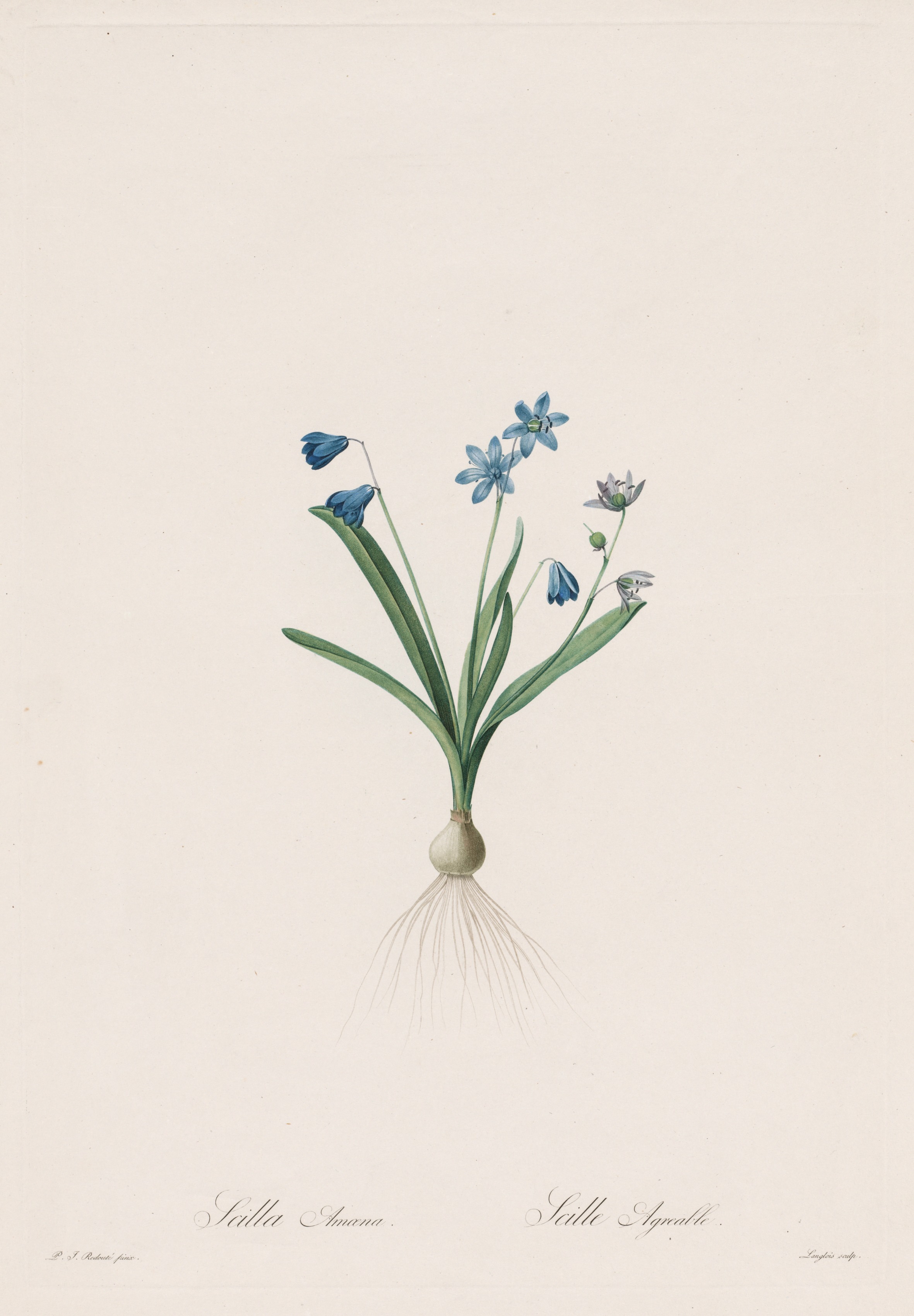 Pierre-Joseph Redouté, Les Liliacées:  Scilla amaena