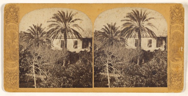 Unknown, Date Palm, St. Augustine, Fla.