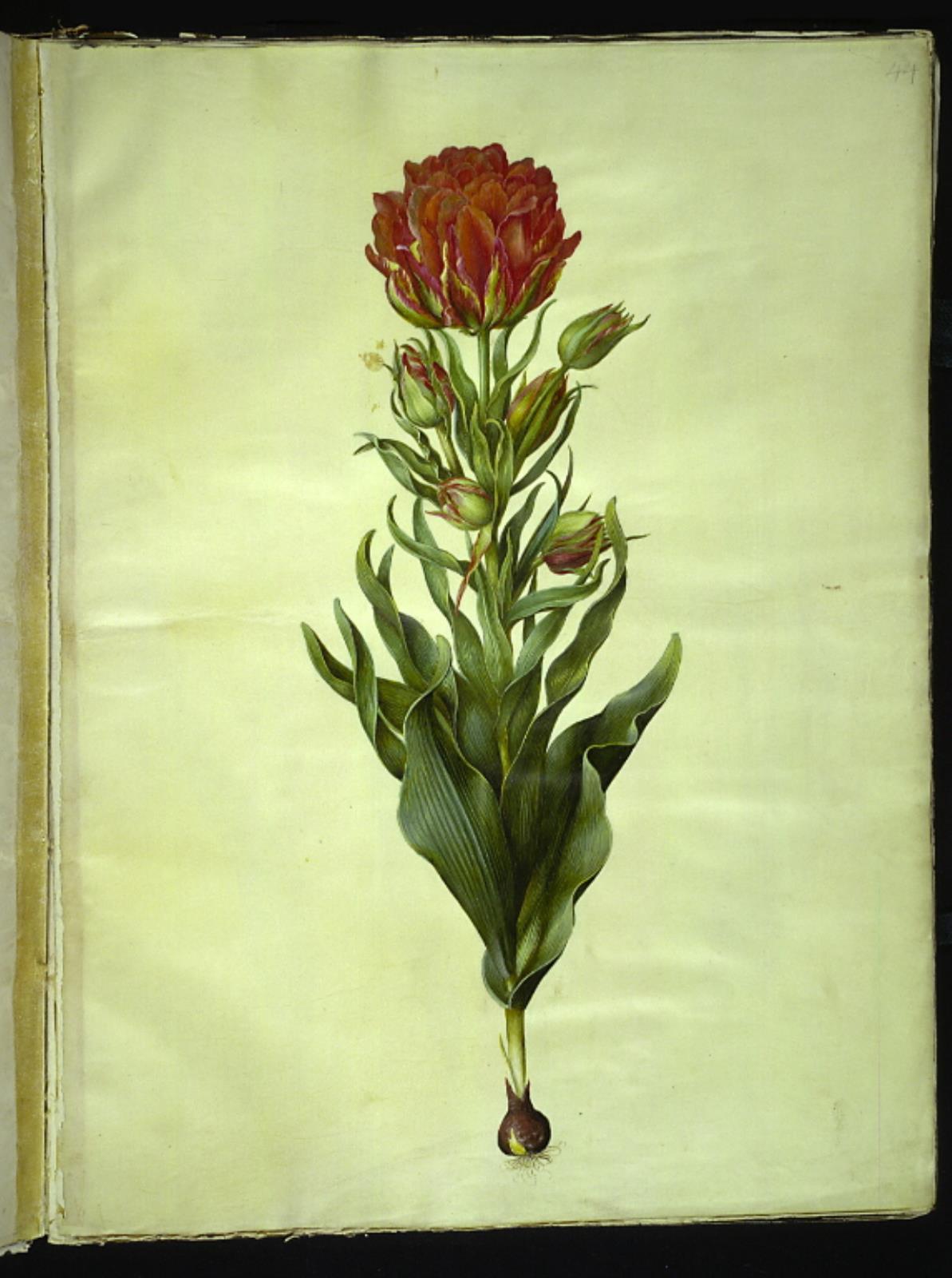 Hans Simon Holtzbecker, Tulipa gesneriana (have-tulipan)
