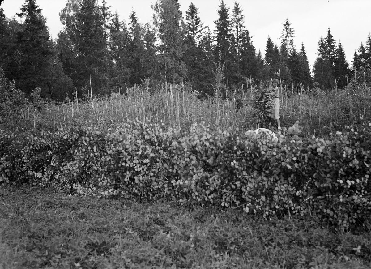 Paul Sandberg, Young women work with deciduous density at a county farm, Almunge. Community action organised by the County Labour Board in Uppsala County