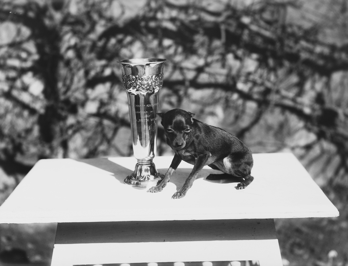 Anders Beer Wilse, Prot: Egra Kennel