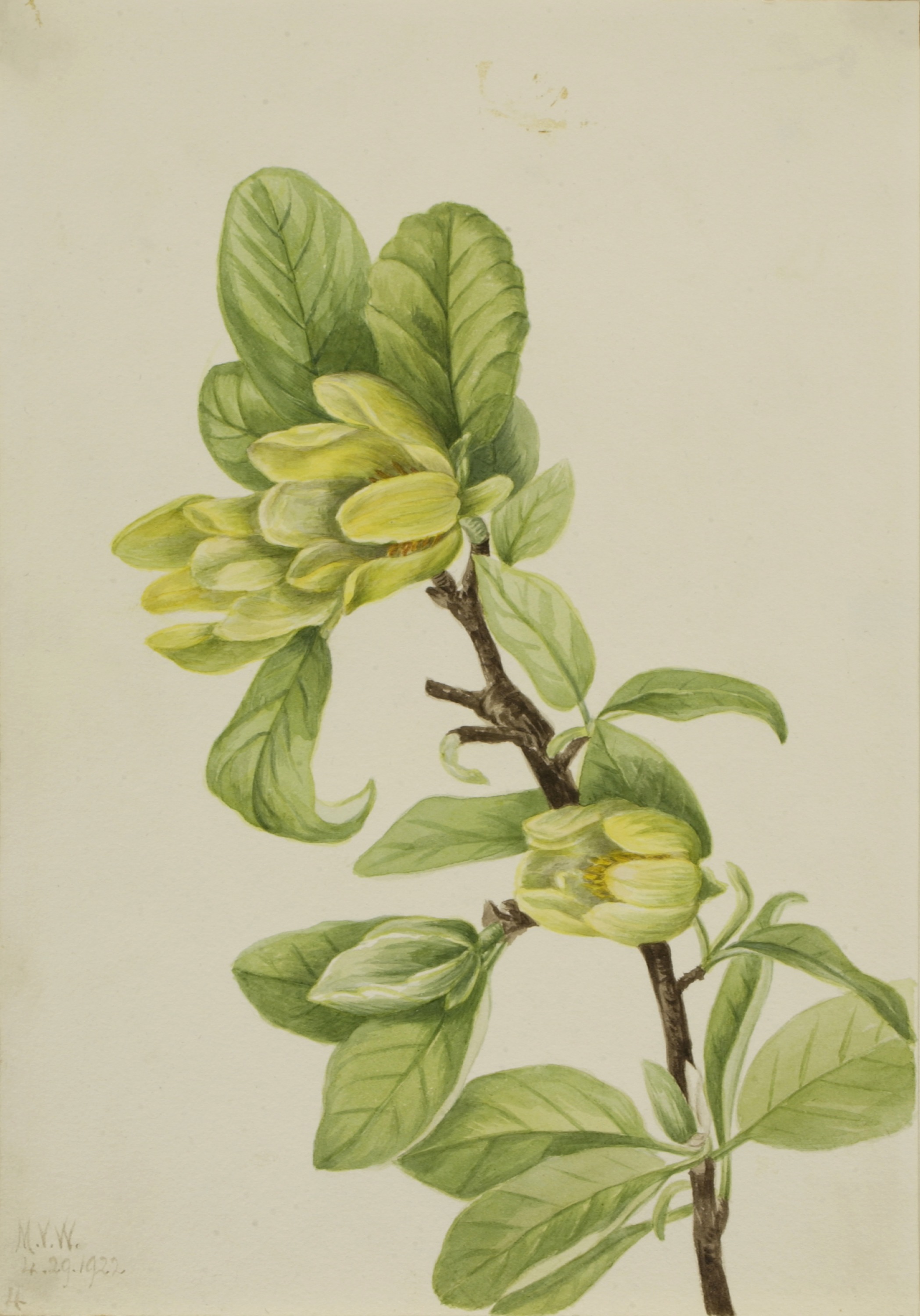 Mary Vaux Walcott, Yellow Cucumbertree (Magnolia cordata)