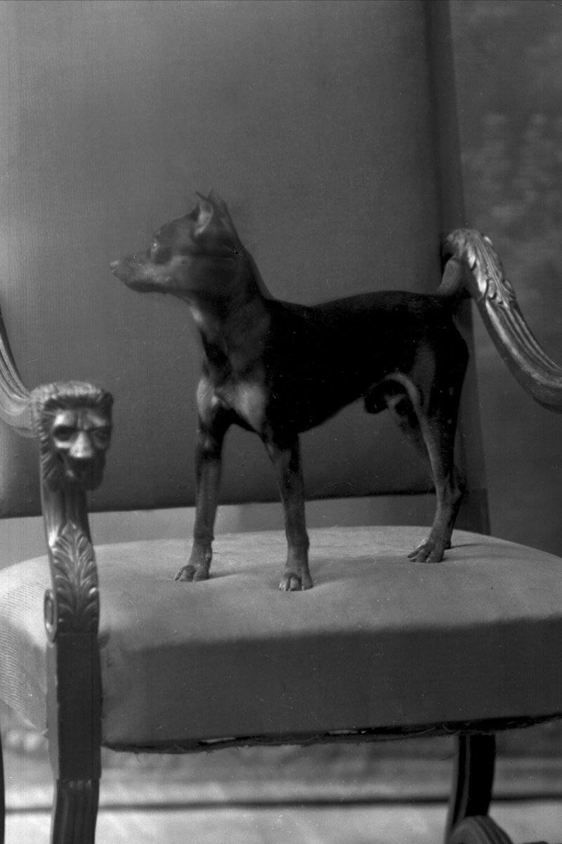 Gustav Borgen, Portrett, liten hund i stor stol.