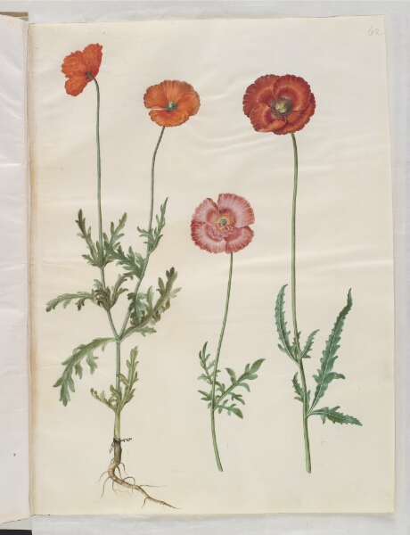 Hans Simon Holtzbecker, Papaver dubium (gærde-valmue); Papaver rhoeas (korn-valmue)