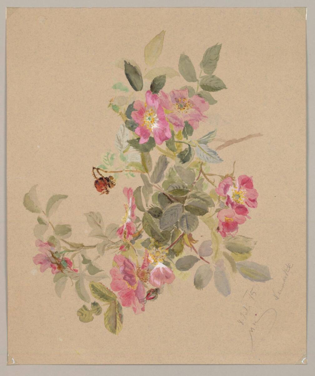 MarieLippert-Hoerner, Heckenrosenzweig