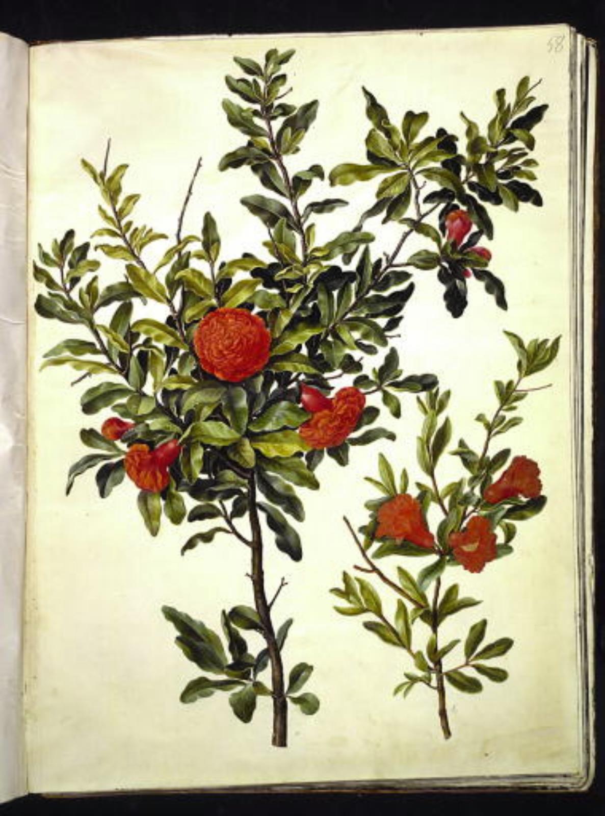 Hans Simon Holtzbecker, Punica granatum (granatæble)