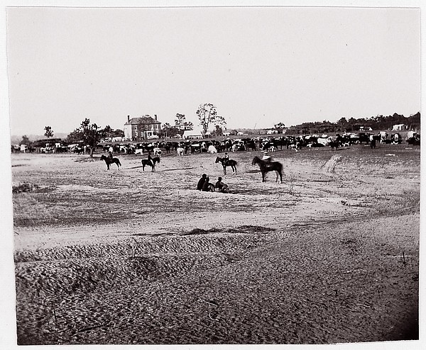Unknown, [Herd of Horses].  Brady album, p. 123