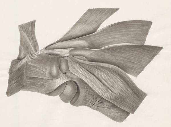 H.G Wetselaar, Muscular tissue