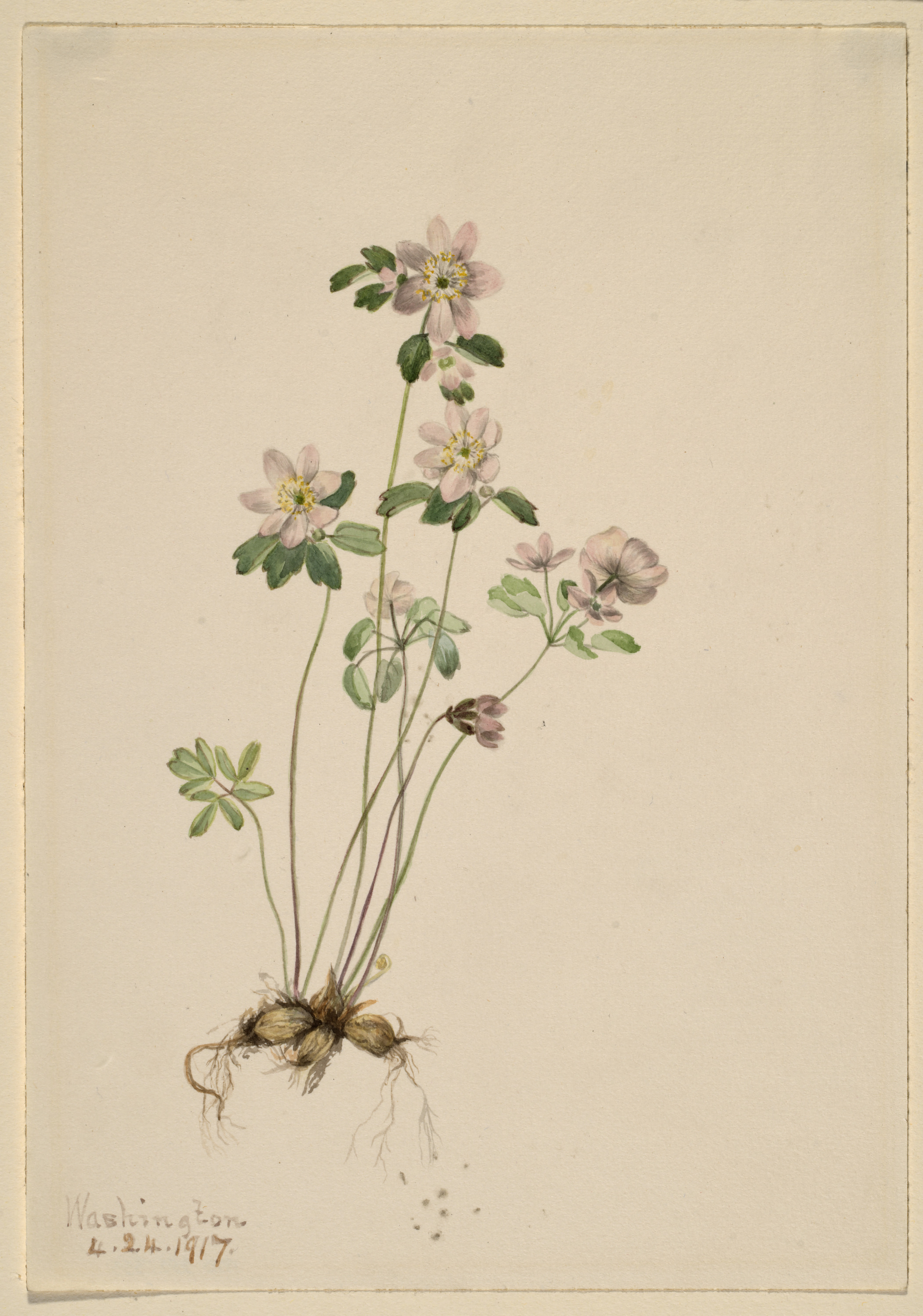 Mary Vaux Walcott, Anemonella (Syndesmon thalictroides)