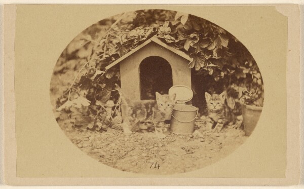 Unknown, [Two kittens near a little house and buckets]